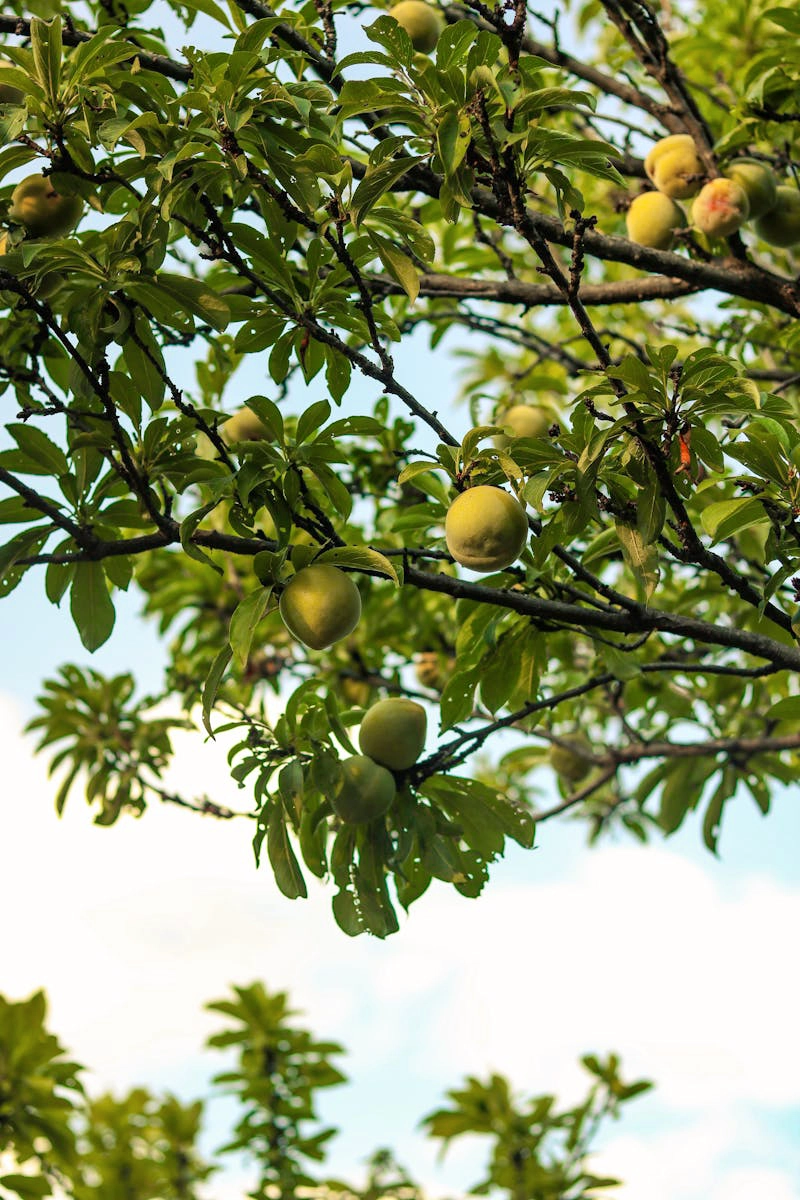 Sunlit plum tree branches with green and ripening fruit against a soft blue sky, representing the Floriss Orchard Garden Club—a participatory design and feedback community where beautifully wired women help shape the Fleurair smart mirror through their insights and lived experiences