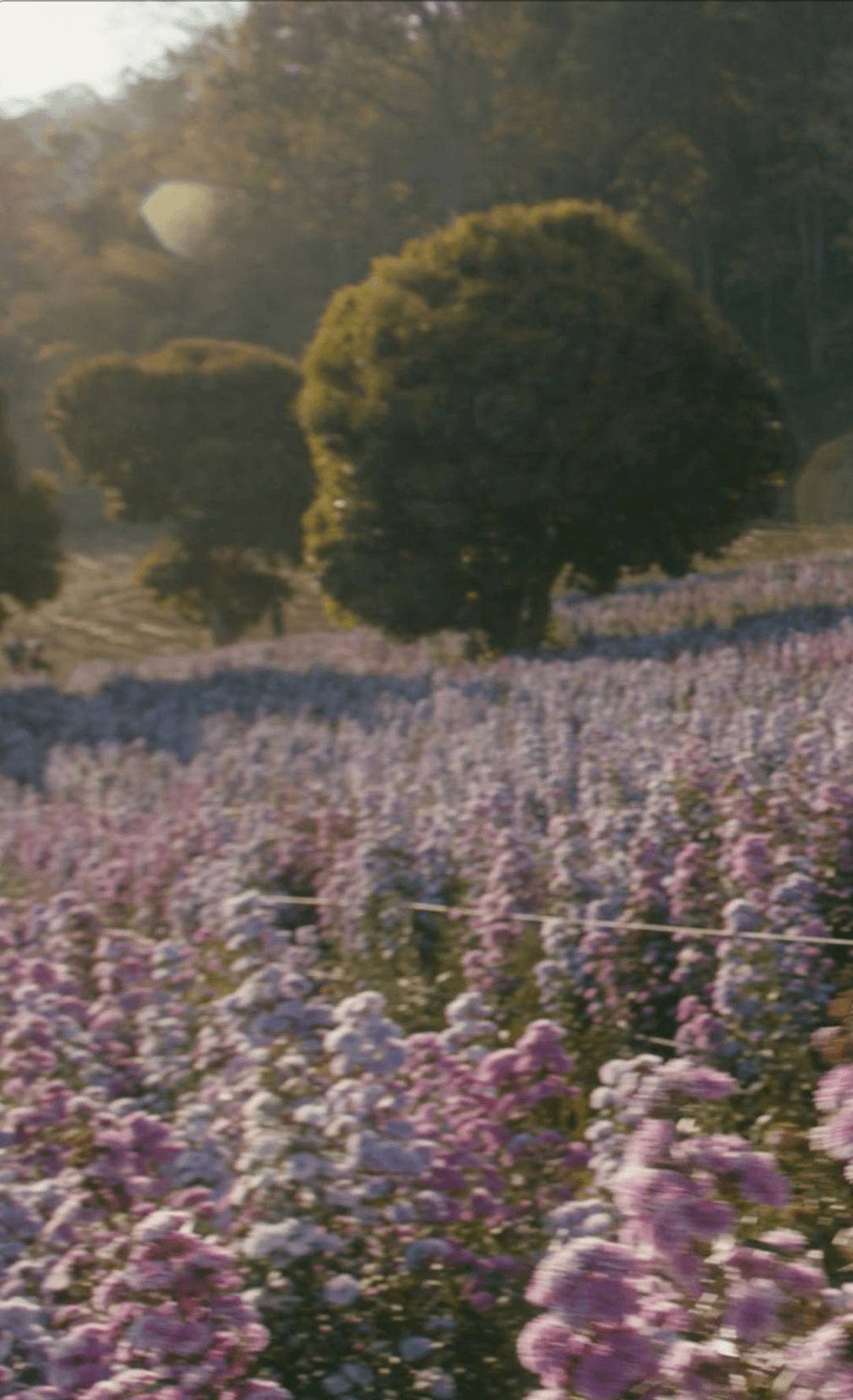 A serene landscape featuring a lush field of purple and white flowers stretching towards the horizon with large, green trees in the background under a soft, warm light.