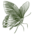 Butterfly decoration